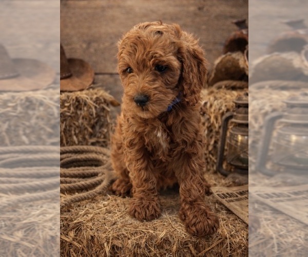 Medium Photo #1 Goldendoodle Puppy For Sale in CRESTON, OH, USA