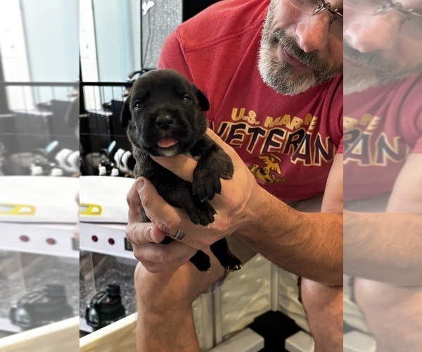 Medium Photo #15 Cane Corso Puppy For Sale in REEVESVILLE, SC, USA
