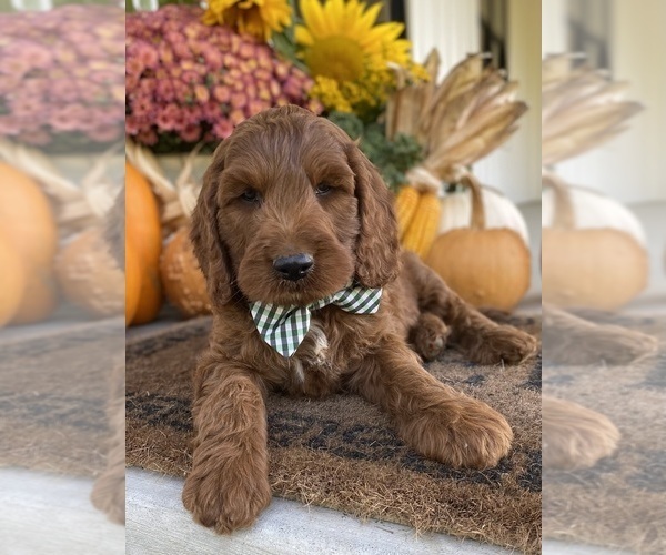 Medium Photo #10 Irish Doodle Puppy For Sale in WOOSTER, OH, USA