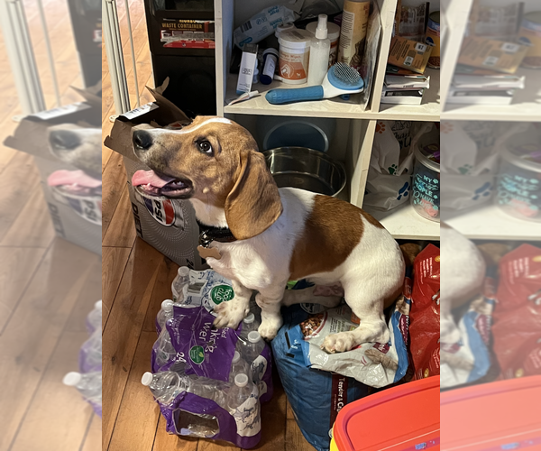 Medium Photo #2 Basset Hound-Unknown Mix Puppy For Sale in Candler, NC, USA