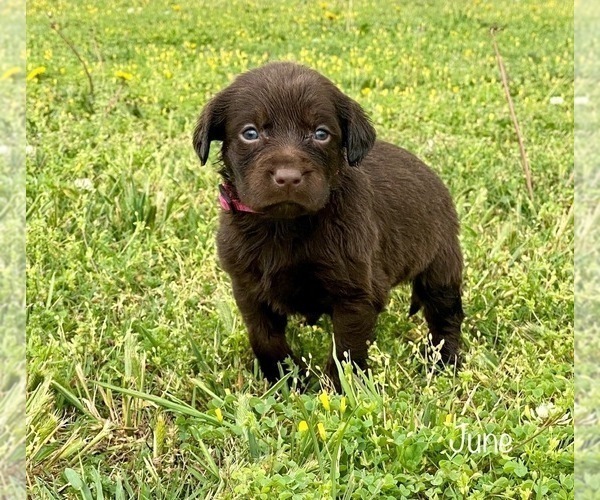 Medium Photo #1 Labrador Retriever Puppy For Sale in WAYNESVILLE, MO, USA