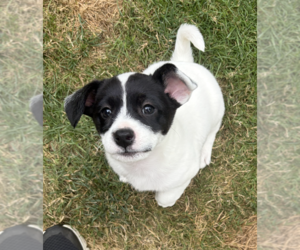 Chi-Poo (Miniature) Dogs for adoption in Bellevue, WA, USA