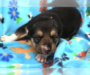 Border Collie-Unknown Mix Dogs for adoption in Thief River Falls, MN, USA