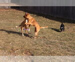 Small Photo #28 Labrador Retriever-Unknown Mix Puppy For Sale in Sebec, ME, USA