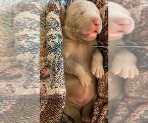 Weimaraner Puppy for sale in ROSSVILLE, GA, USA
