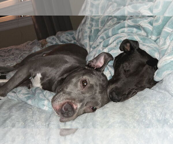 Medium Photo #7 Mutt Puppy For Sale in Mount Laurel, NJ, USA