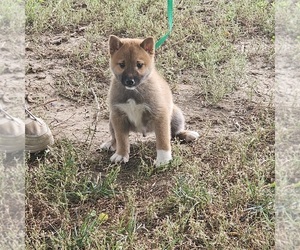 Shiba Inu Puppy for sale in BERESFORD, SD, USA