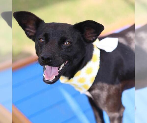 Medium Photo #1 Mutt Puppy For Sale in San Antonio, TX, USA
