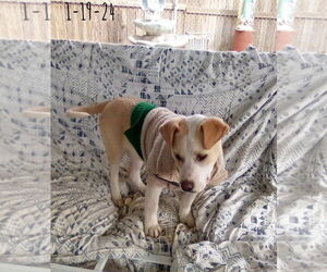 Jingles-his BFF is Baby Girl - Male Labrador Retriever-Unknown Mix Dog for Adoption - Photo #15