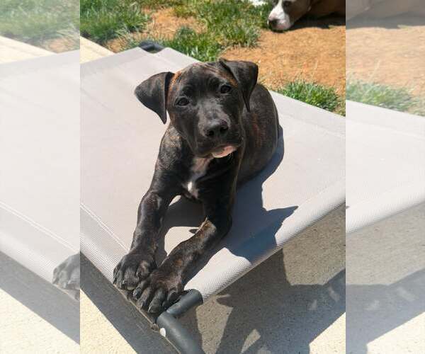 Medium Photo #3 Mastiff-Unknown Mix Puppy For Sale in Catasauqua, PA, USA