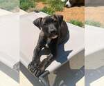 Small #2 Mastiff Mix