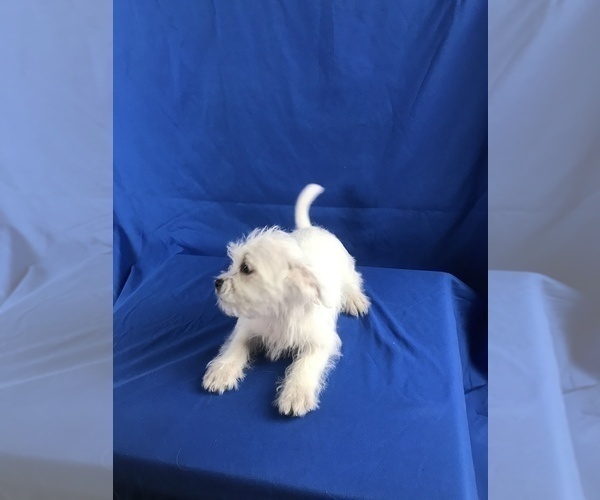 Medium Photo #1 Shih Tzu-Unknown Mix Puppy For Sale in TUCSON, AZ, USA