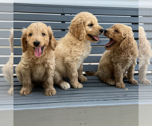 Goldendoodle Puppy for sale in CHARLESTON, AR, USA