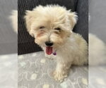 Small #4 Maltipoo (Miniature)