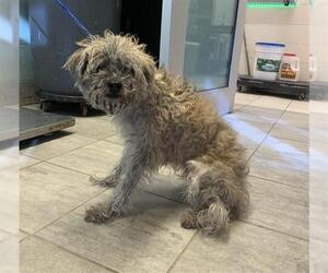 Mutt Dogs for adoption in Grand Prairie, TX, USA