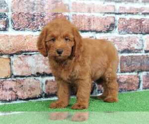 Goldendoodle Puppy for sale in BEL AIR, MD, USA