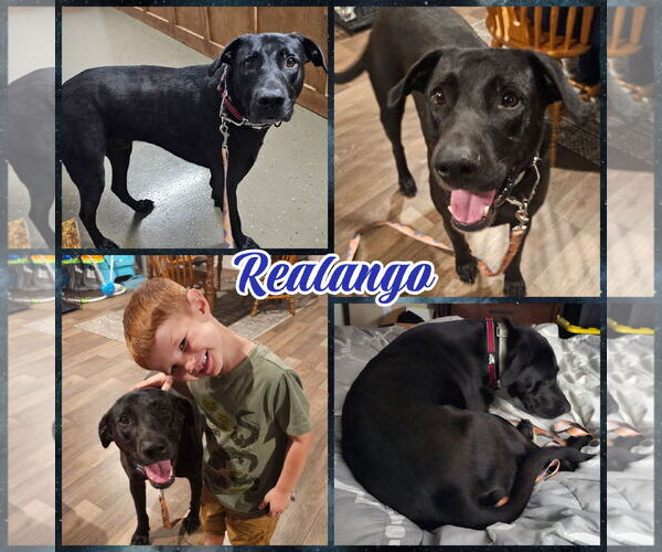 Medium Photo #2 Labrador Retriever-Unknown Mix Puppy For Sale in Blacksburg, SC, USA