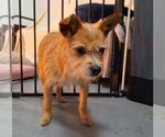 Small Photo #4 Mutt Puppy For Sale in Chico, CA, USA