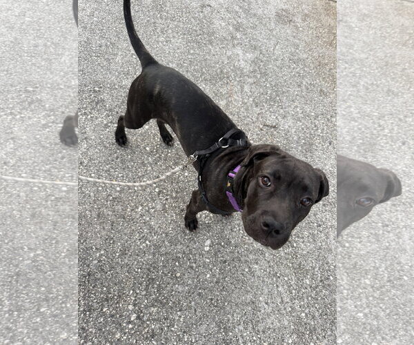 Medium Photo #3 Great Dane-Unknown Mix Puppy For Sale in Ball Ground, GA, USA