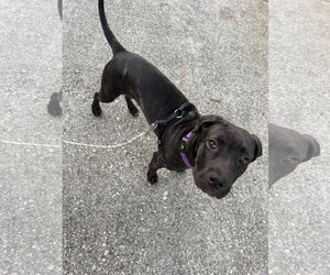 Gabi - Female Great Dane-Unknown Mix Dog for Adoption - Photo #3