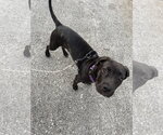 Small Photo #3 Great Dane-Unknown Mix Puppy For Sale in Ball Ground, GA, USA