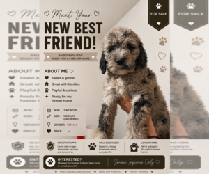Medium Goldendoodle