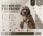 Puppy Twyla Goldendoodle