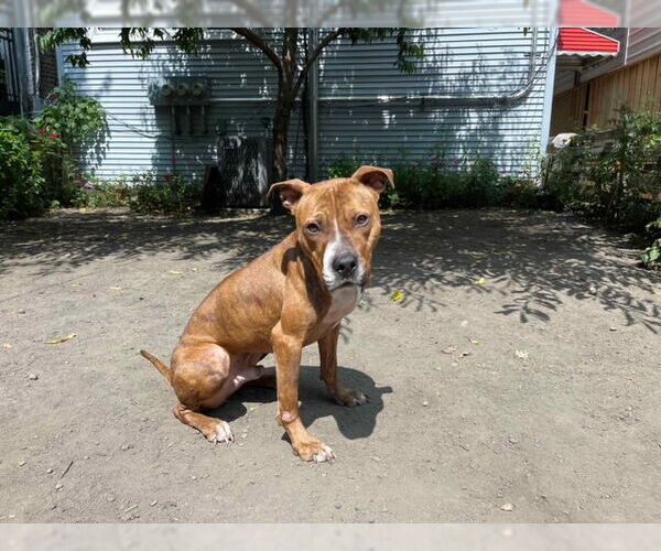 Medium Photo #14 Mutt Puppy For Sale in Crete, IL, USA
