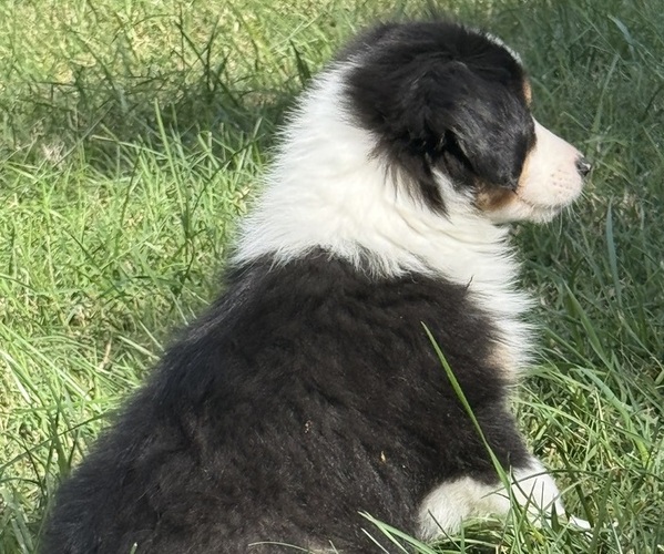 Medium Photo #6 Miniature American Shepherd Puppy For Sale in NOLENSVILLE, TN, USA