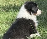 Small #5 Miniature American Shepherd