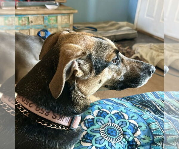 Medium Photo #3 Greyhound-Unknown Mix Puppy For Sale in Alexandria, KY, USA