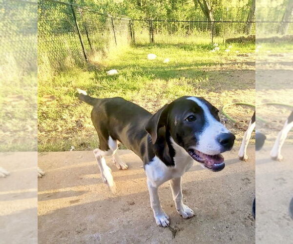 Medium Photo #13 Great Pyrenees Puppy For Sale in Spring, TX, USA