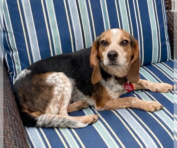 Medium Photo #8 Beagle Puppy For Sale in Dunnellon, FL, USA