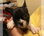 Small Photo #3 French Bulldog Puppy For Sale in GASTONIA, NC, USA