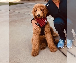 Goldendoodle Puppy for sale in LARKFIELD, CA, USA