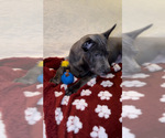 Small #22 Thai Ridgeback