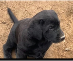 Small #6 Labrador Retriever