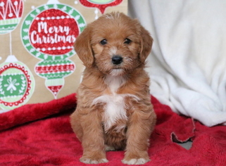 Labradoodle Puppy for sale in MOUNT JOY, PA, USA