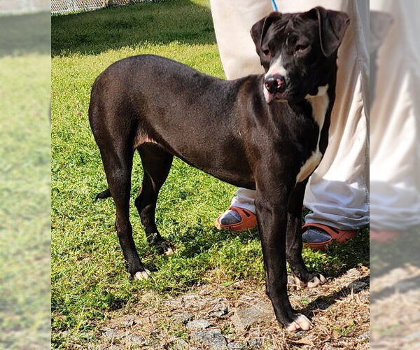 Medium Photo #9 Bulldog-Unknown Mix Puppy For Sale in Wetumpka, AL, USA