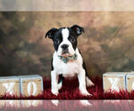 Small Photo #3 Boston Terrier Puppy For Sale in WARSAW, IN, USA