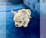Small Photo #56 French Bulldog Puppy For Sale in FORT LAUDERDALE, FL, USA
