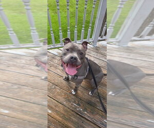 Harley - Female Mutt Dog for Adoption - Photo #17