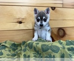 Small #9 Alaskan Klee Kai-Pomeranian Mix