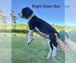 Puppy Bright Grn Boy Great Dane