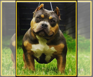 Father of the American Bully puppies born on 07/04/2022