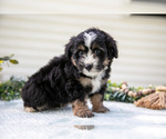Puppy Rover Aussiedoodle Miniature