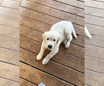 Small #1 English Cream Golden Retriever