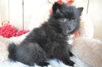 Small Photo #4 Pomimo Puppy For Sale in HONEY BROOK, PA, USA