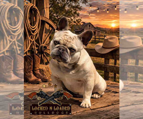 Medium Photo #1 French Bulldog Puppy For Sale in JACKSBORO, TX, USA