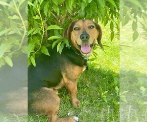 Beagle-Unknown Mix Dogs for adoption in Springdale, PA, USA